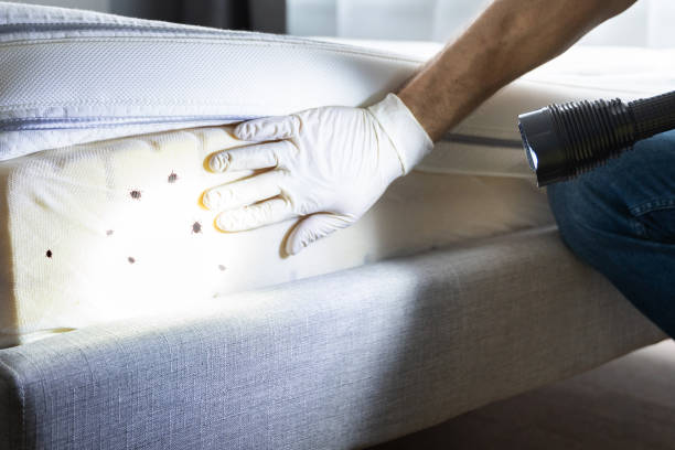 Best Wasp Removal Services  in South Glens Falls, NY