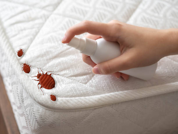 Best Emergency Pest Control  in South Glens Falls, NY